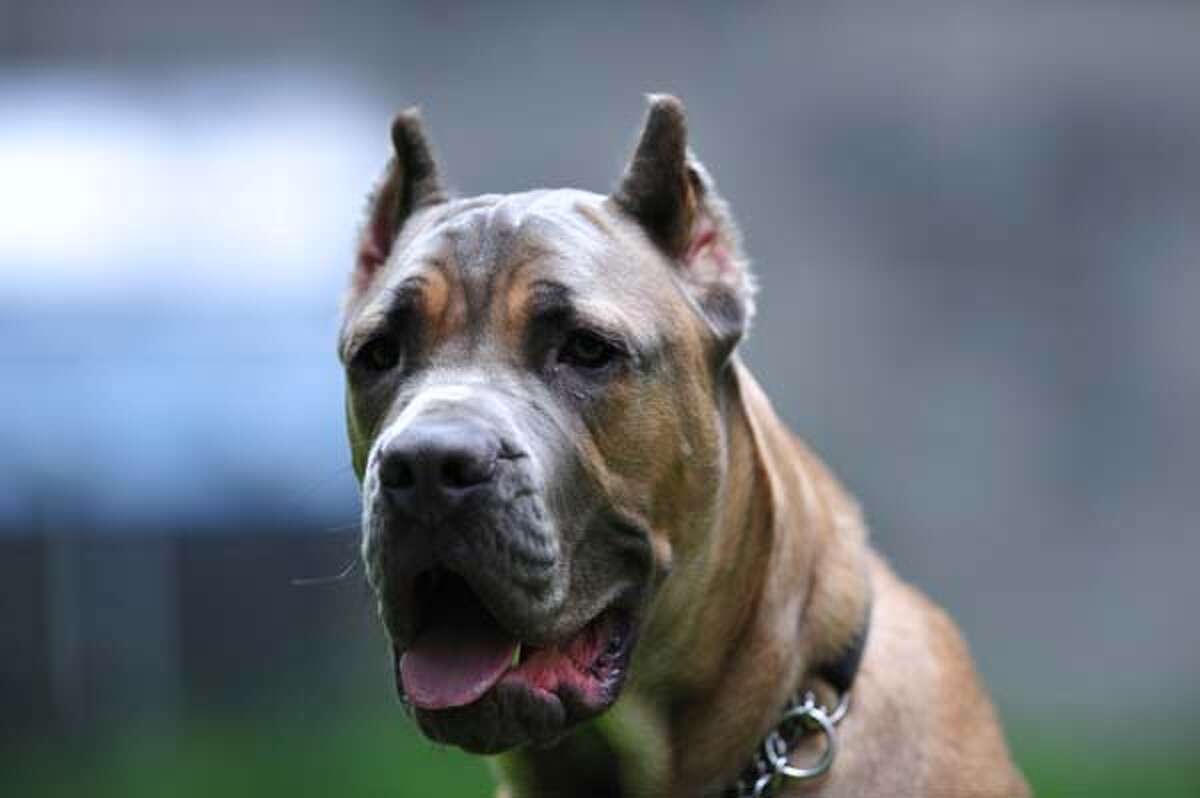 #35. Cane Corso AKC Popularity – 2015: 35 AKC Popularity – 2014: 48 Average Life Expectancy: 11 years Puppy Price: $1,750 Breed Group: Working Nickname(s): Cane Corz, Italian Mastiff, Cane di Macellaio