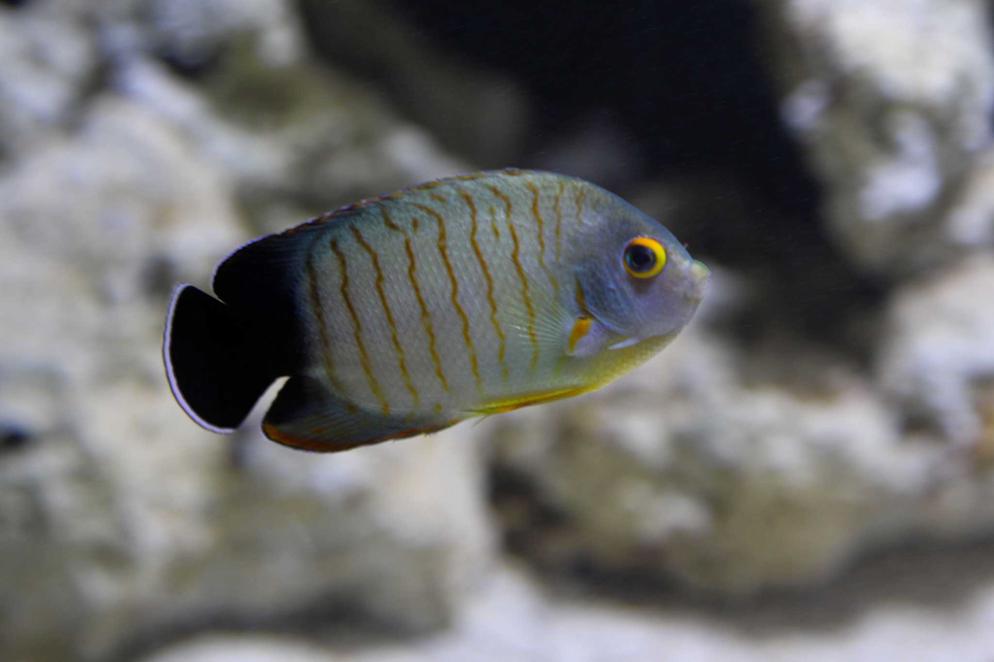 San Antonio Aquarium still closed while code violations are addressed