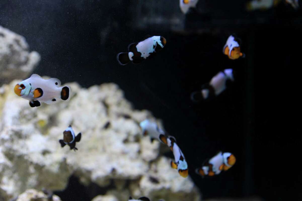 San Antonio Aquarium opens