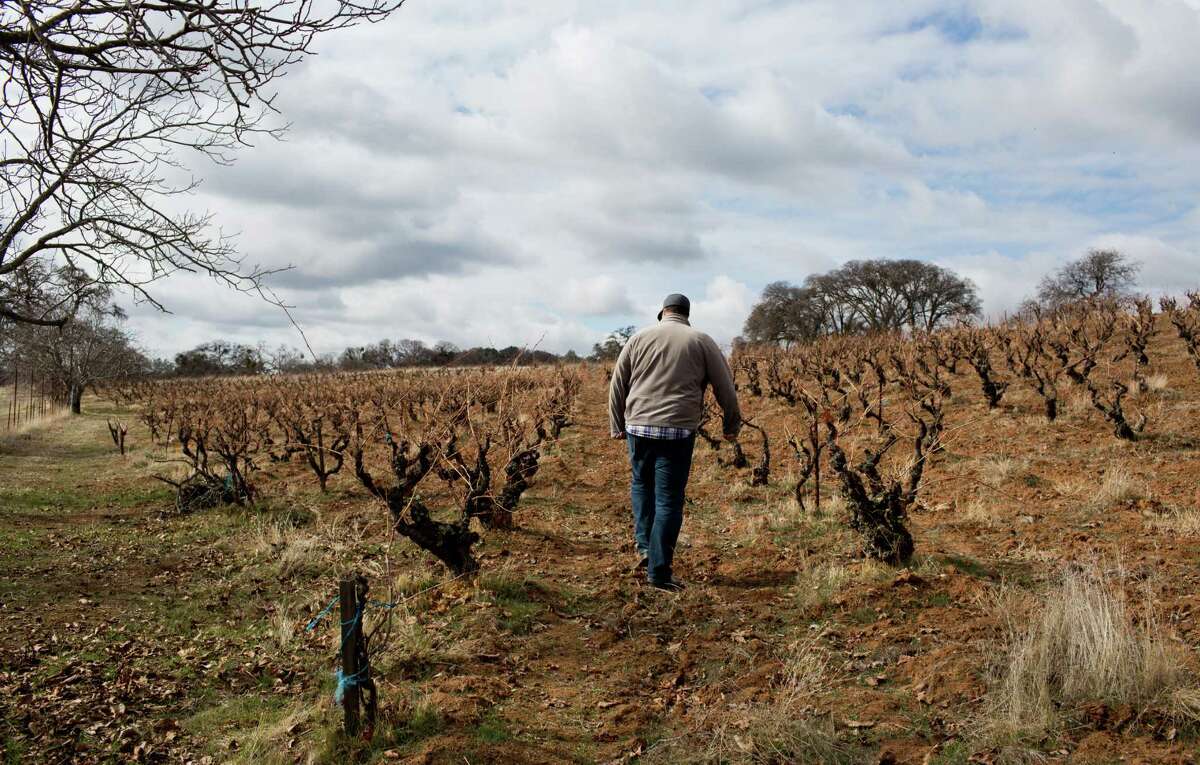 Winemaker Tegan Passalacqua of Turley Wine Cellars walks around an unusually brown field of Zinfandel vines in January in Amador County.