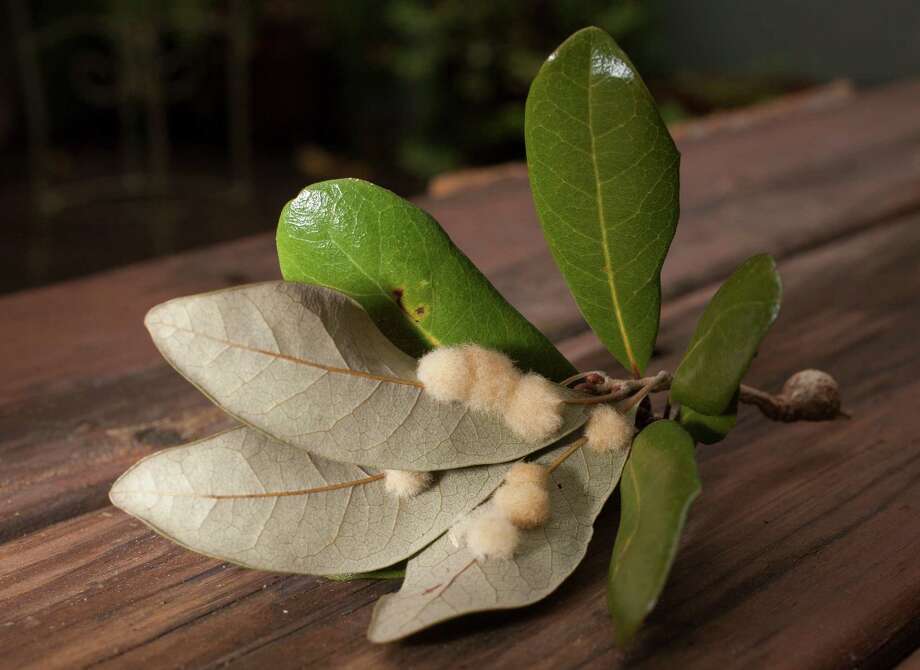 Huber Fuzzy galls on oak leaves no cause for alarm Houston Chronicle