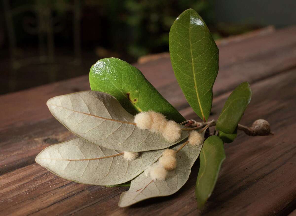 Huber Fuzzy galls on oak leaves no cause for alarm