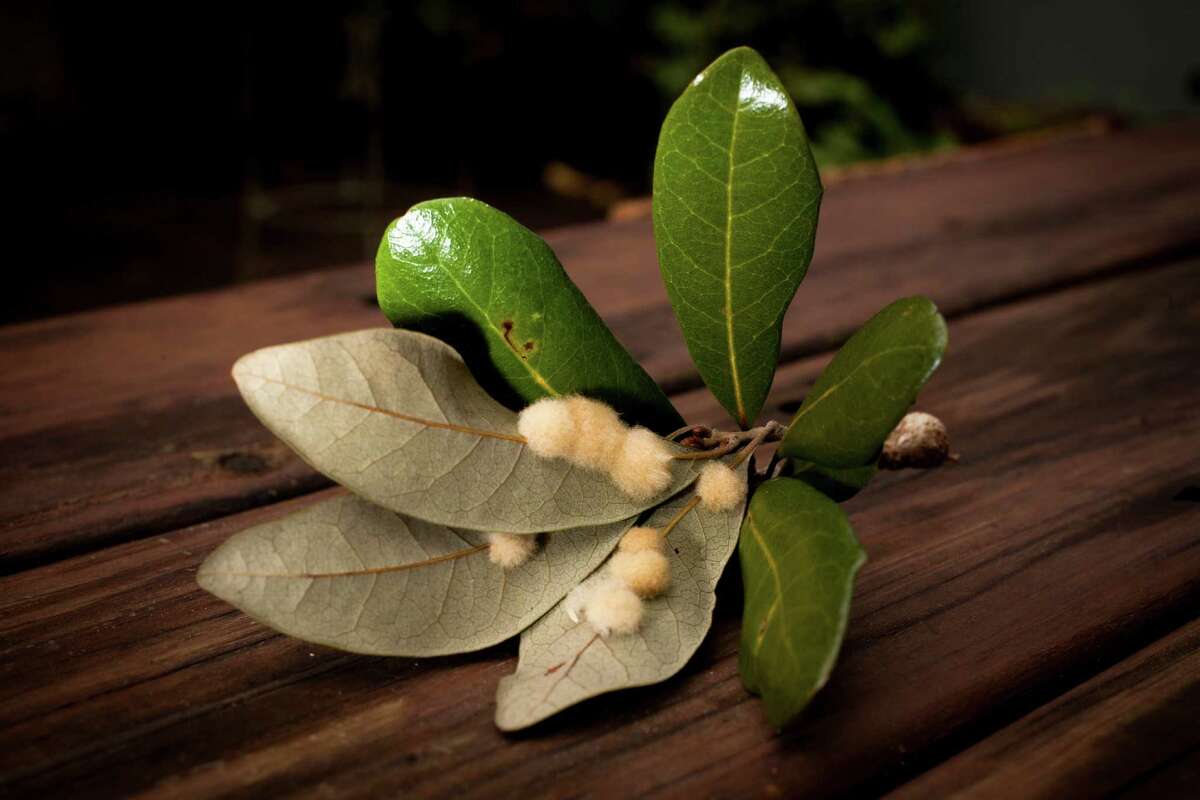 Huber Fuzzy galls on oak leaves no cause for alarm