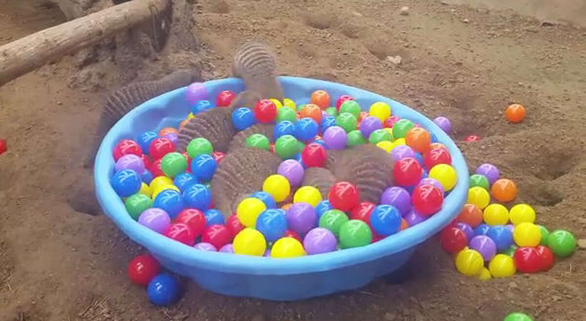 Houston Zoo's mongoose let rip in this kid's ball pit. Check out the video to see the fun and games that were had by all as they searched for food hidden at the bottom.