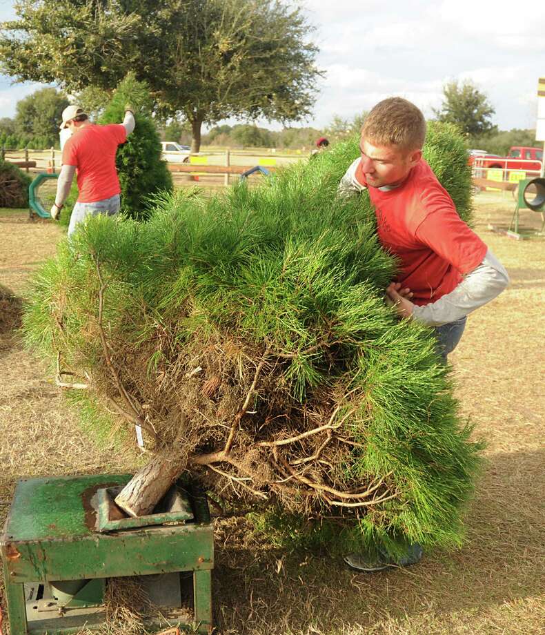 farms offer option in hunt for christmas trees san farms offer option in hunt for christmas trees san