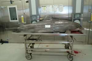 Reward in dolphin killing now up to $20,000