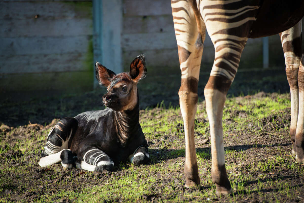 Houston Zoo's rare baby okapi is super cute half-giraffe, half-zebra