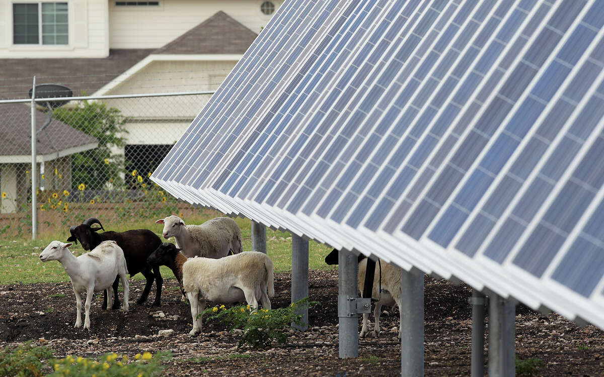 Sheep graze by solar panels at the Alamo 2 Solar Farm located onBinz Engleman Road. A reader is encouraged by the push toward solar in Texas, but thinks we can — and should — do more.