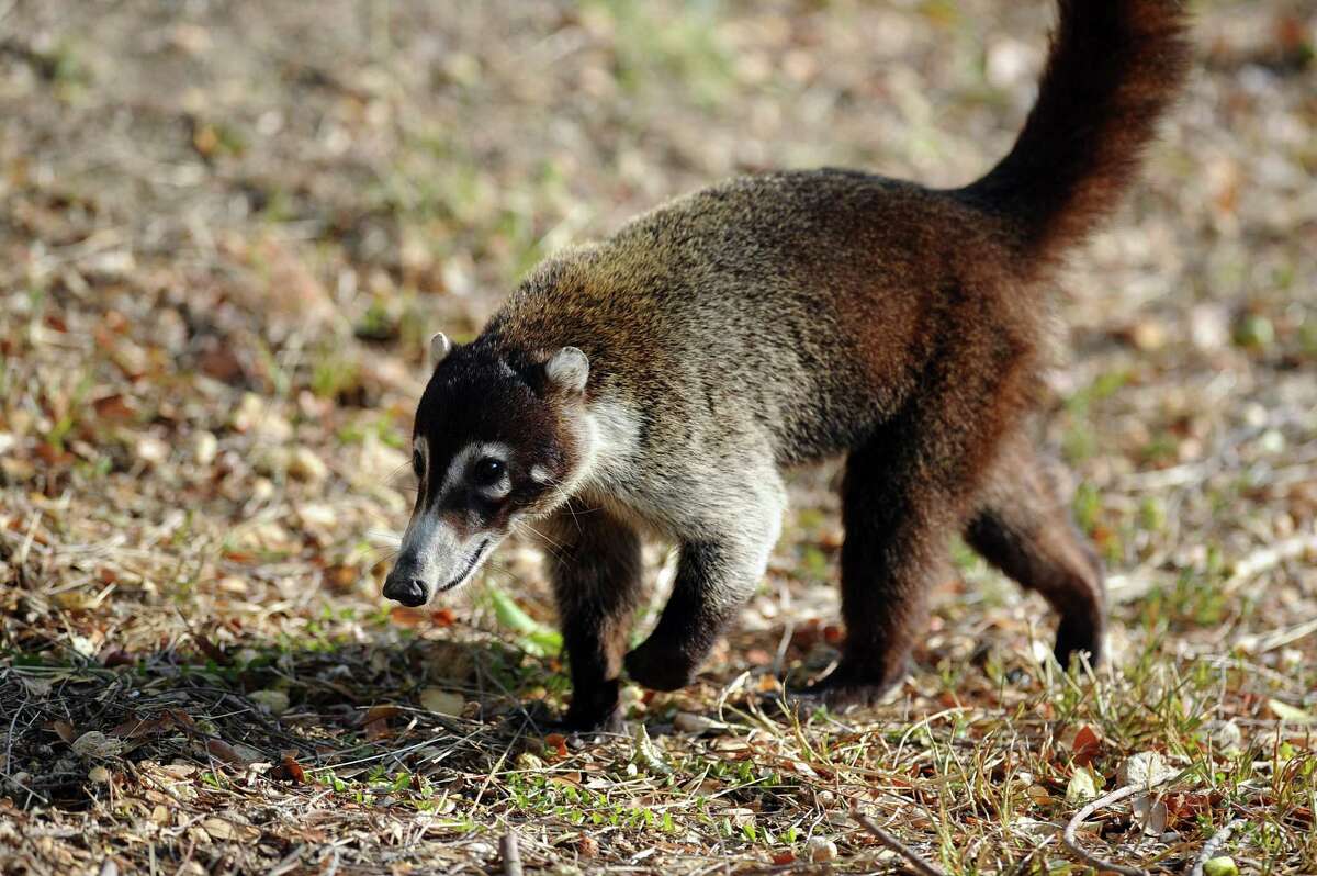 It's a raccoon… It's a monkey… It's the wily coatimundi