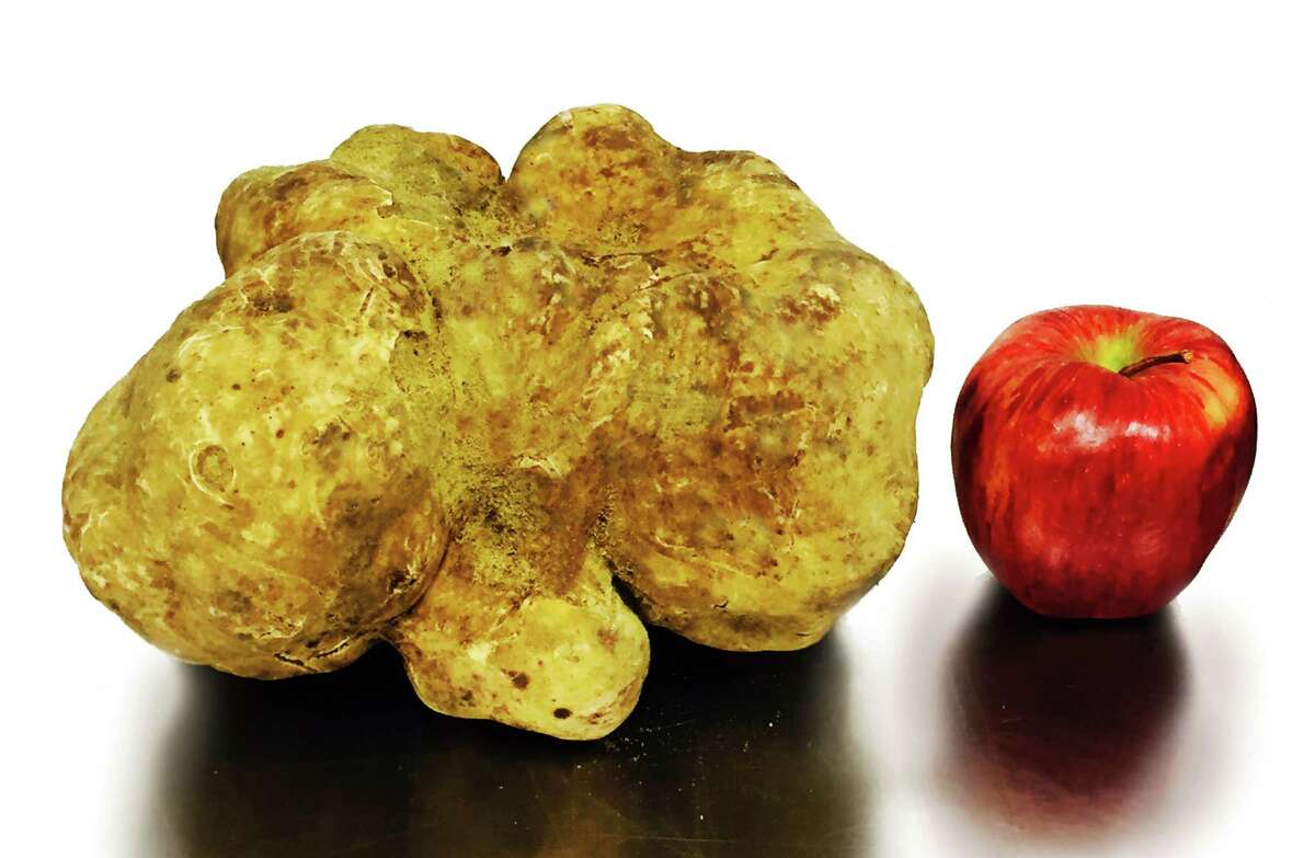 This truffle, auctioned off at Sotheby's in New York last week, is being touted as the World's Largest truffle. When measured in West Haven last week, it weighed in at 3.93 pounds, significantly heavier than the previous world-record truffle, which weighed 2.86 pounds. The truffle was grown on a Sabatino Tartufi plantation in Italy; Sabatino Tartufi's CEO Federico Balestra lives in Greenwich.