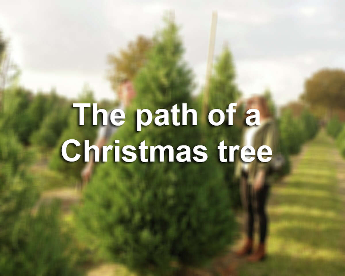 Some Christmas trees take a long road from farm to living room. Scroll through to see where your Christmas tree has been.