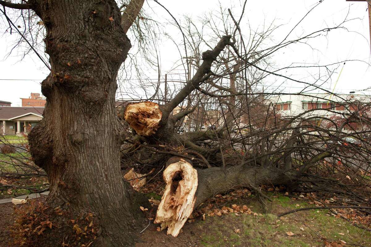 A tree is knocked down due to gusting winds at Violette Apartments, Thursday, Dec. 11, 2014, in Walla Walla, Wash. The National Weather Service is warning of high winds Thursday evening in Western Washington that will be strong enough to topple large trees, causing widespread power outages.