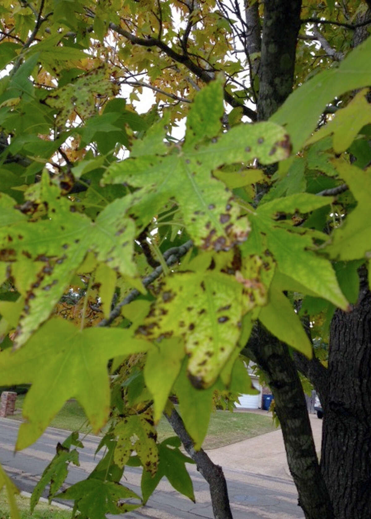 Neil Sperry answers your garden questions