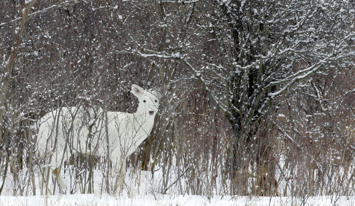 A white white-tailed deer looks up while feeding at the former Seneca Army Depot where there is a herd of rare white white-tailed deer, in Romulus, N.Y., Feb. 27, 2007. Seneca White Deer Inc. is fighting to save the habitat of the world's largest herd of rare white white-tailed deer living within the fenced-in former Seneca Army Depot in upstate New York, where developers want to build an ethanol facility, a biomass power plant and farm up to 4,500 acres of willows. (AP Photo/David Duprey) ORG XMIT: NY370