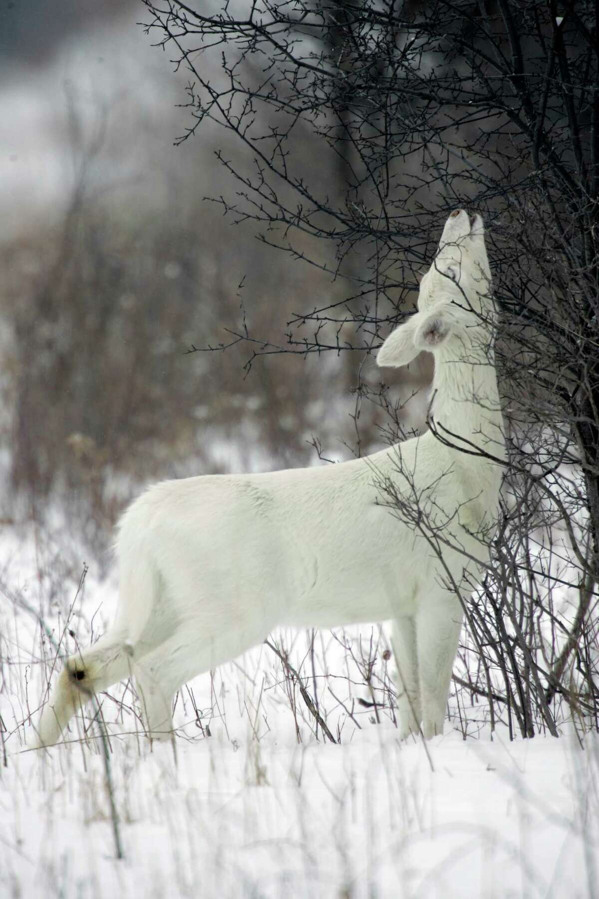 Rare deer face uncertain fate