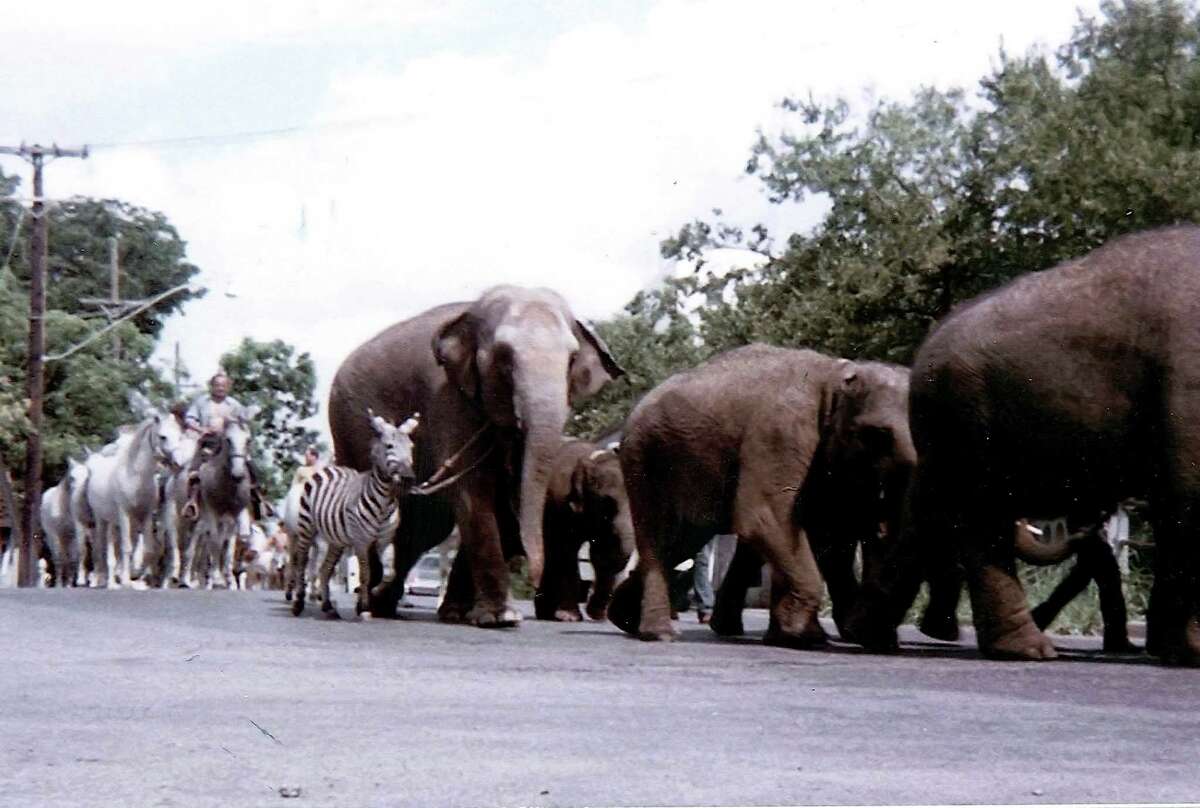 Elephants and other circus animals cross a bridge in the King William Historic District during the 1970s. Why they were routed through the quiet neighborhood west of South Alamo Street remains a mystery.