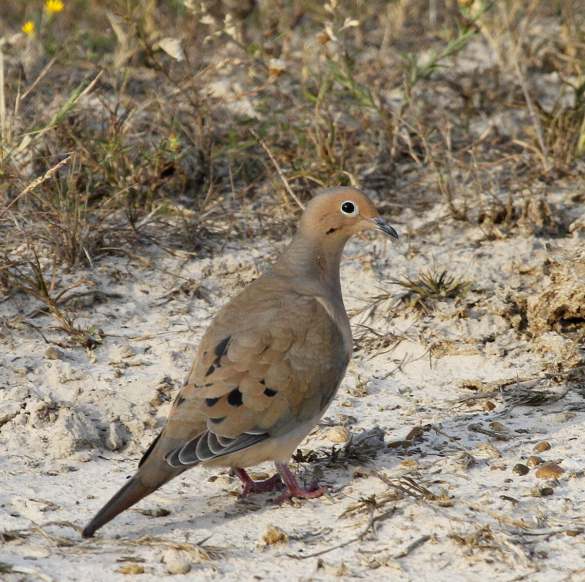 Outdoors report Dec. 14