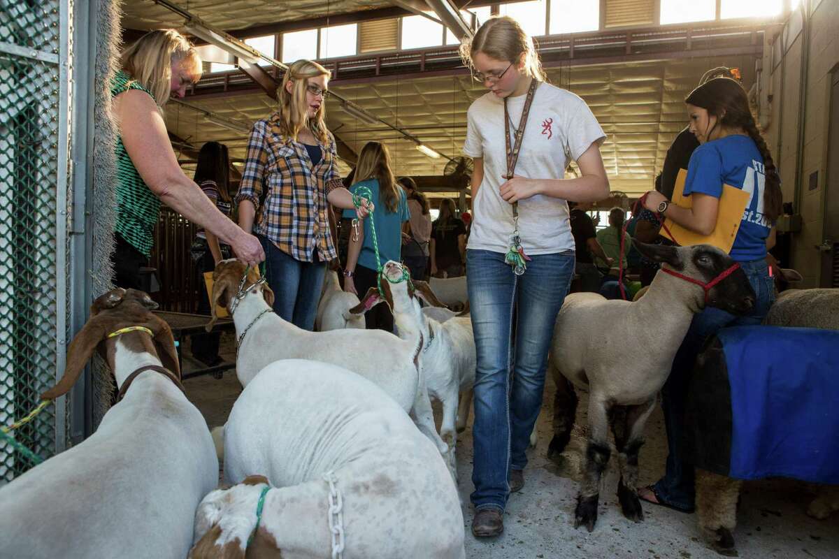 Alyssa Patience, center right, leads one of her goats out of the lamb barn after it had been catalogued and identified for competitions later in the academic year on October 21, 2014.