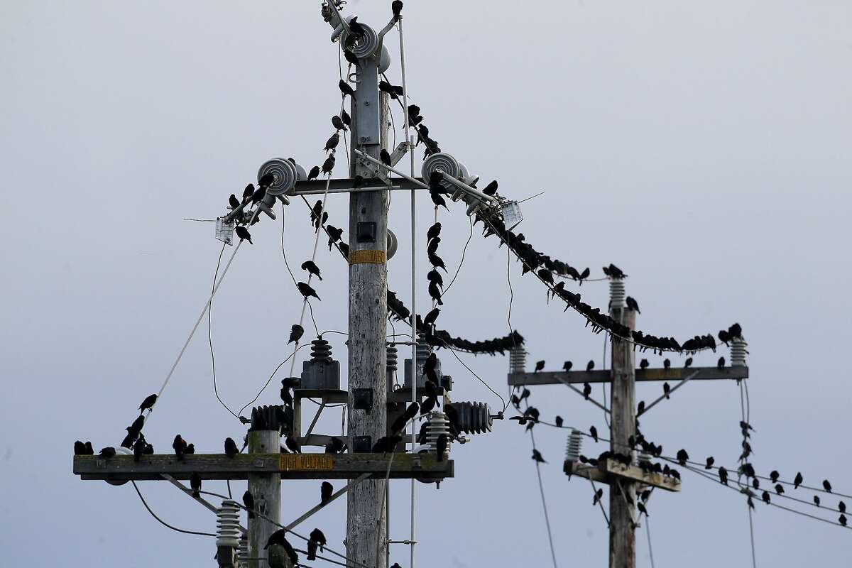Dozens of blackbirds are counted on the overhead lines near Golden Gate Fields. The Golden Gate Audubon club participated in the annual Audubon bird count across the Bay Area Sunday December 14, 2014.
