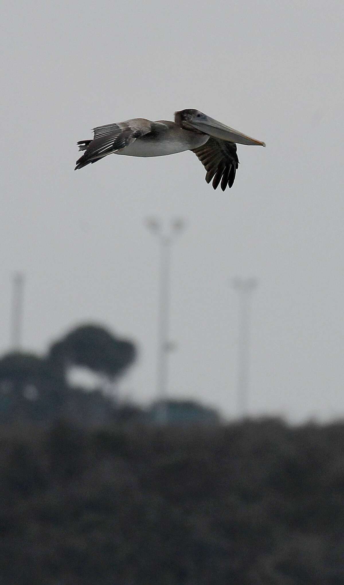 A brown pelican comes into the bay near Albany, Calif. The Golden Gate Audubon club participated in the annual Audubon bird count across the Bay Area Sunday December 14, 2014.