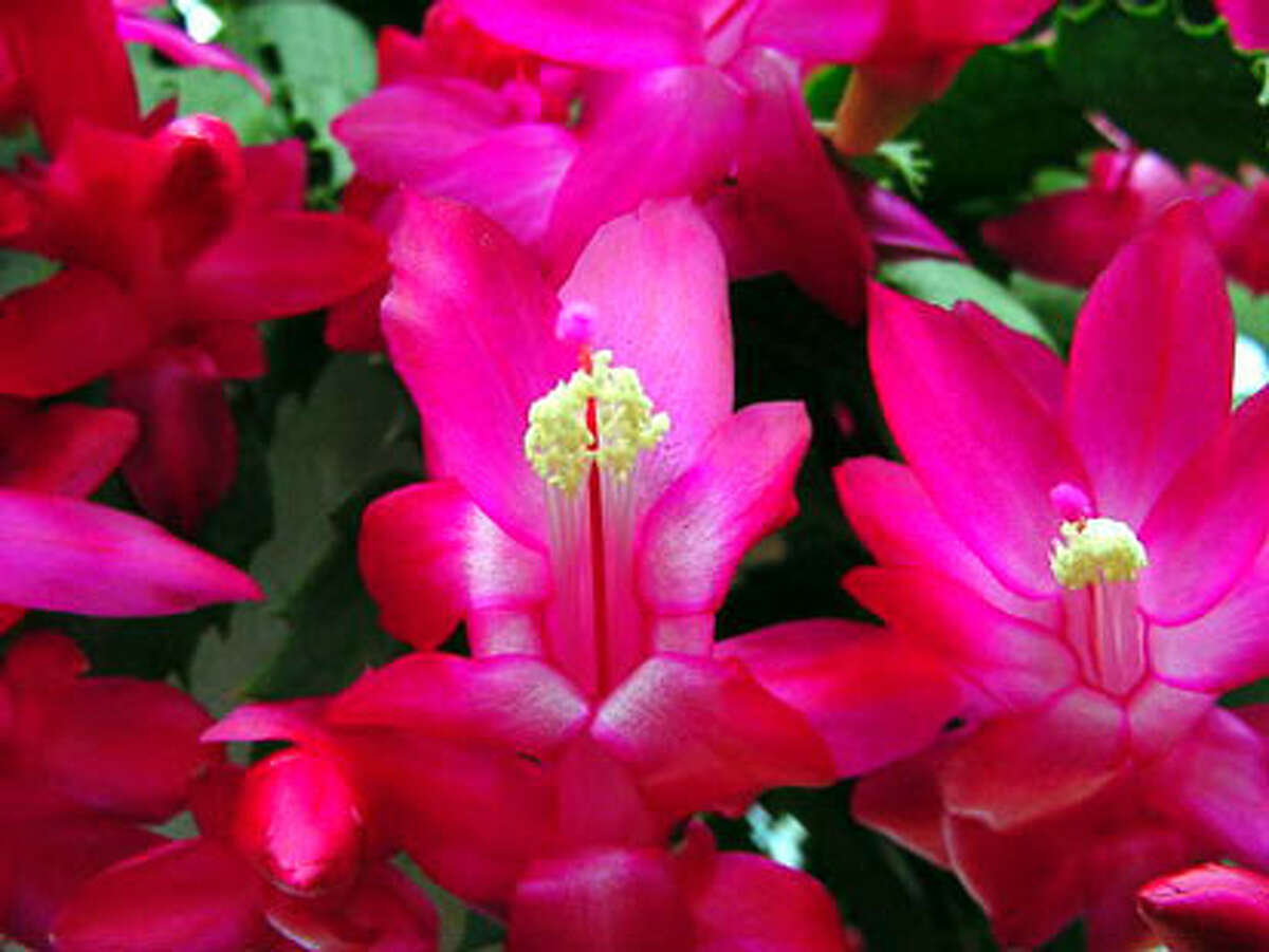 Christmas cactus the other holiday plant