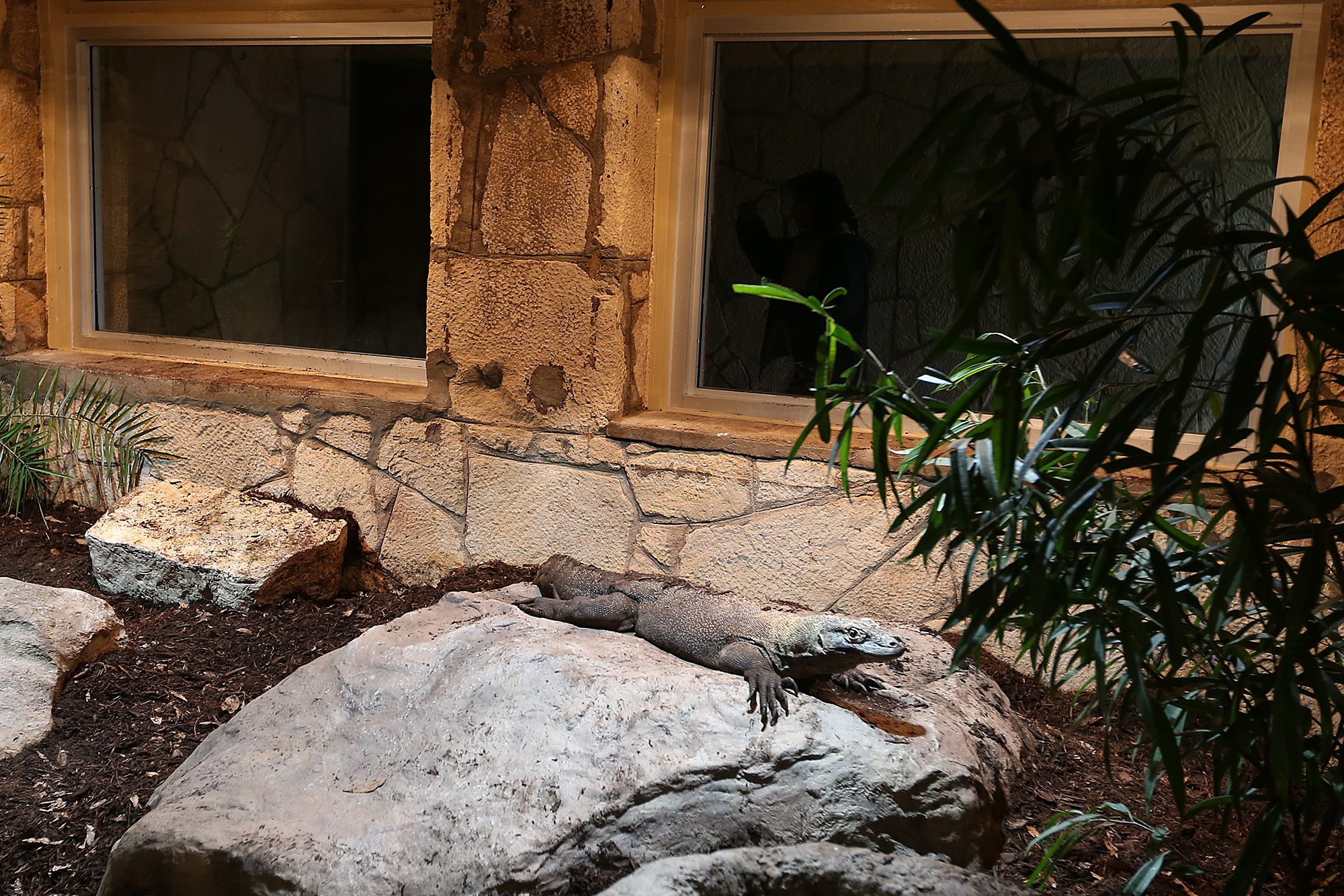 San Antonio Zoo reopens Komodo dragon exhibit