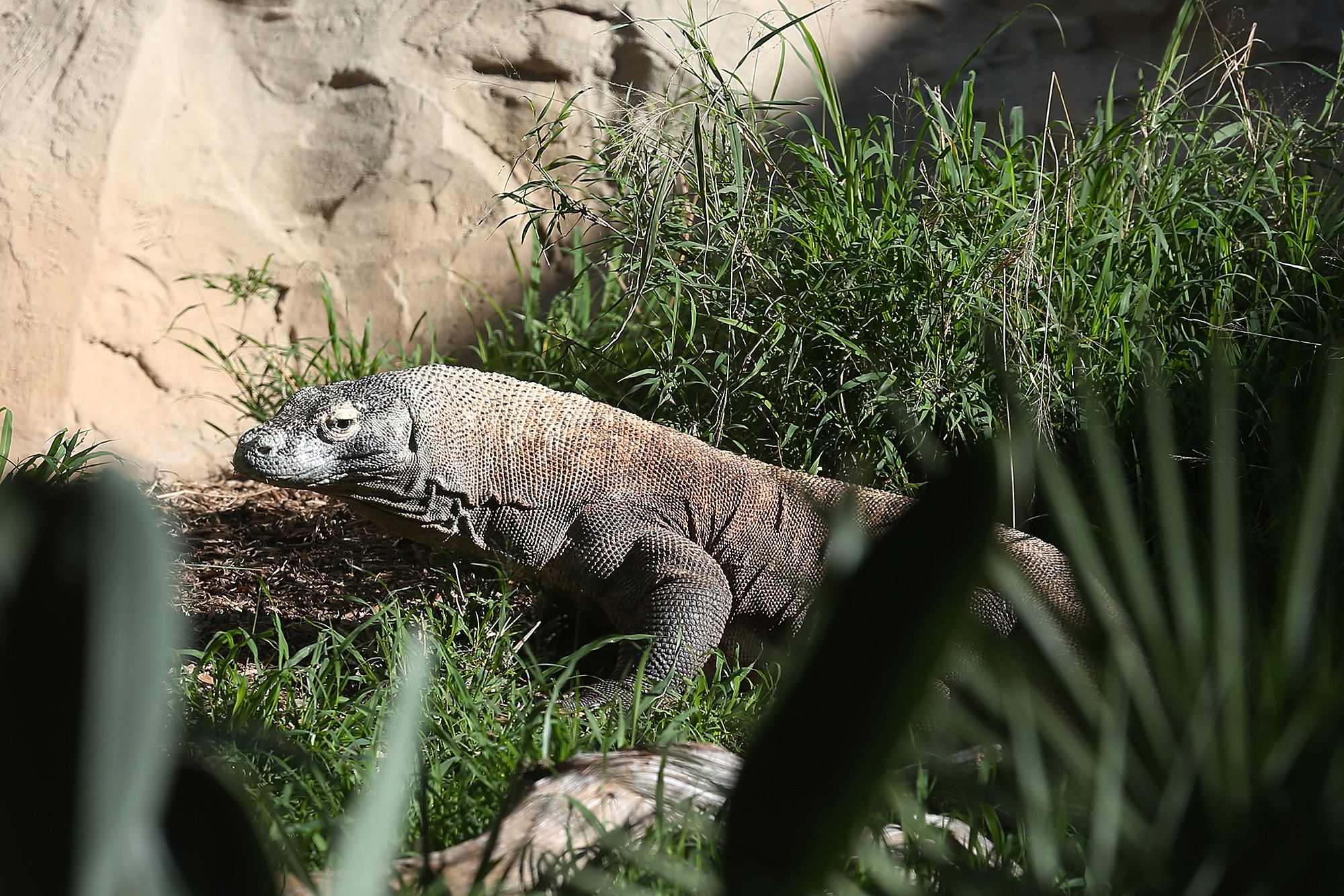 Komodo Dragon exhibit re-opened at the San Antonio Zoo