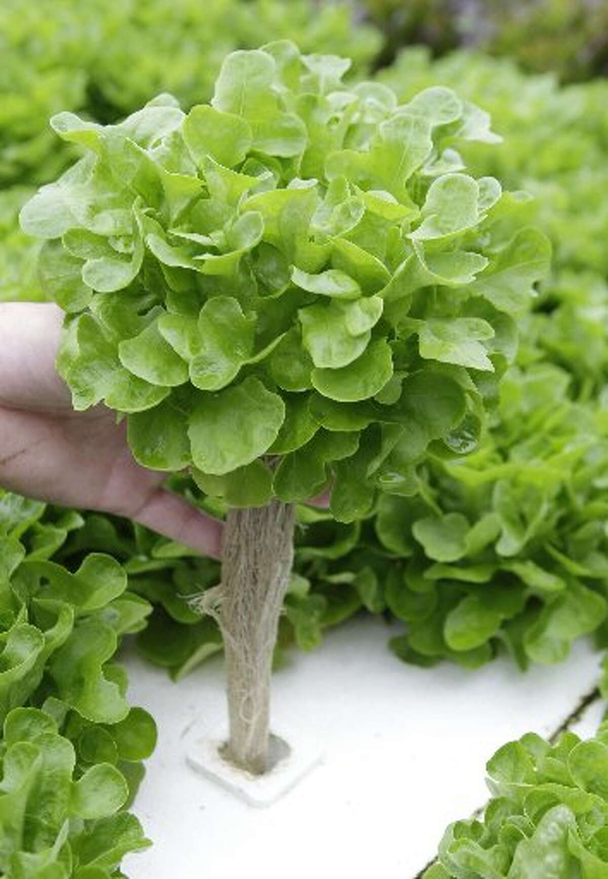 Houston natives' aquaponics farm is growing