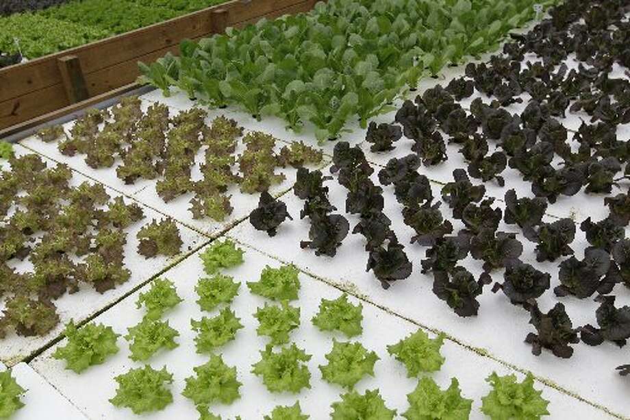 Houston natives' aquaponics farm is growing - Houston ...