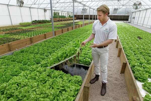 houston natives' aquaponics farm is growing