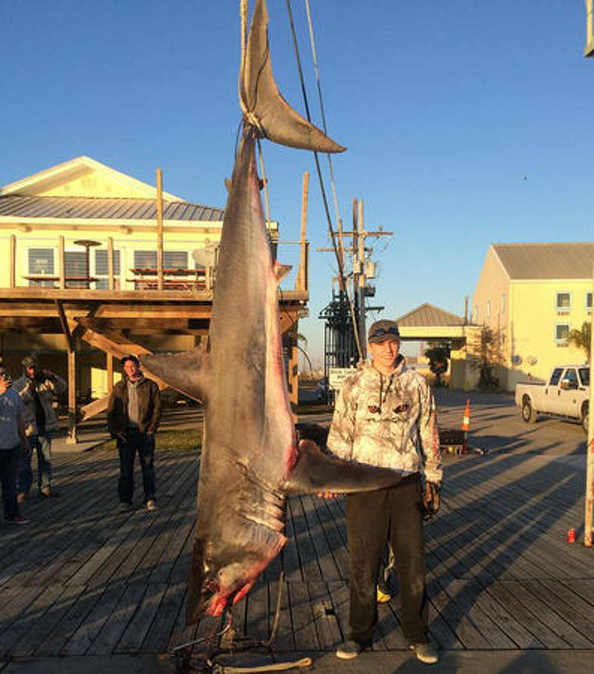 This 580 pound mako was caught on a fishing charter out of Venice, Louisiana. Visitors had come all the way from North Dakota to fish in the Gulf of Mexico.