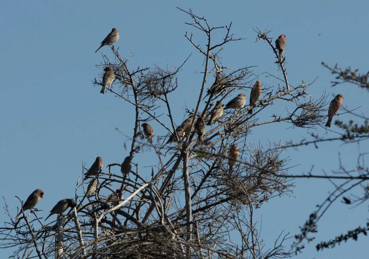 A group of birds sit on the branches of a tree at the Oyster Bay Regional Shoreline.