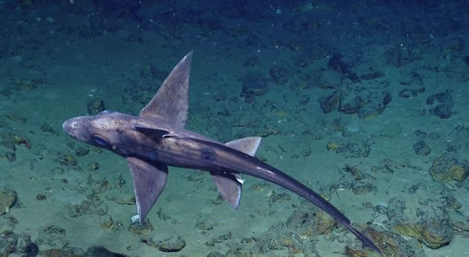 Creepy ghost shark covered with parasites spotted at the bottom of the ...