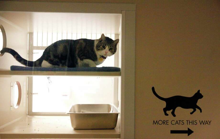 Unwanted pets being dumped at vacant Oakland store SFGate