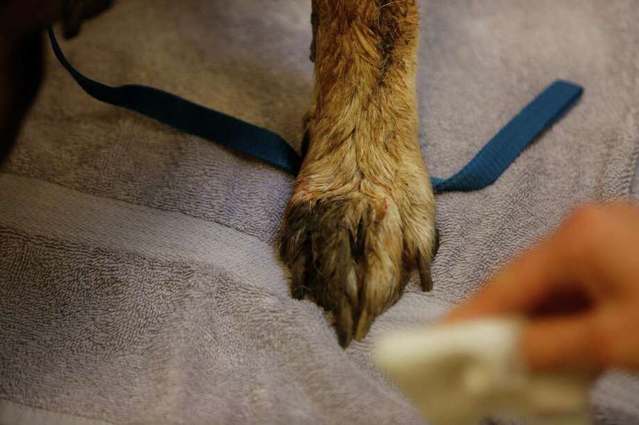 Unwanted pets being dumped at vacant Oakland store SFGate