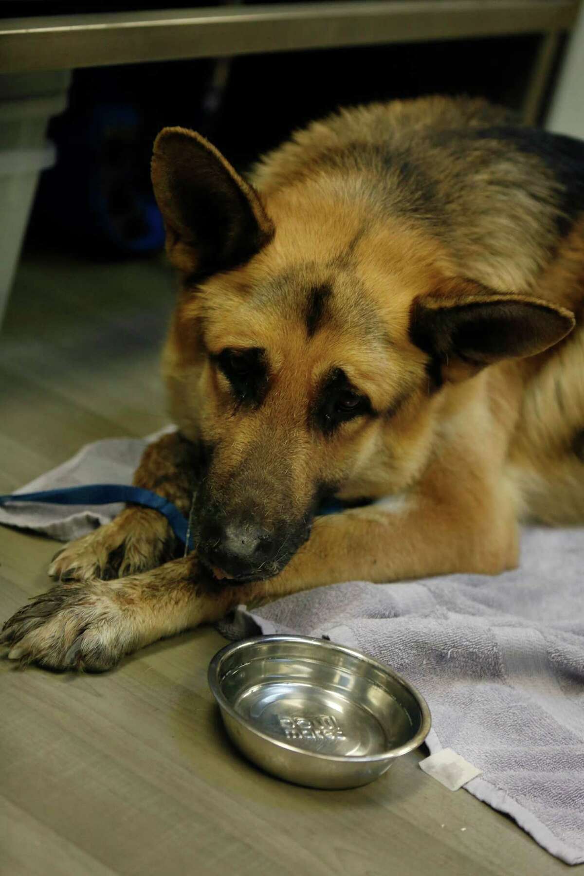Unwanted pets being dumped at vacant Oakland store