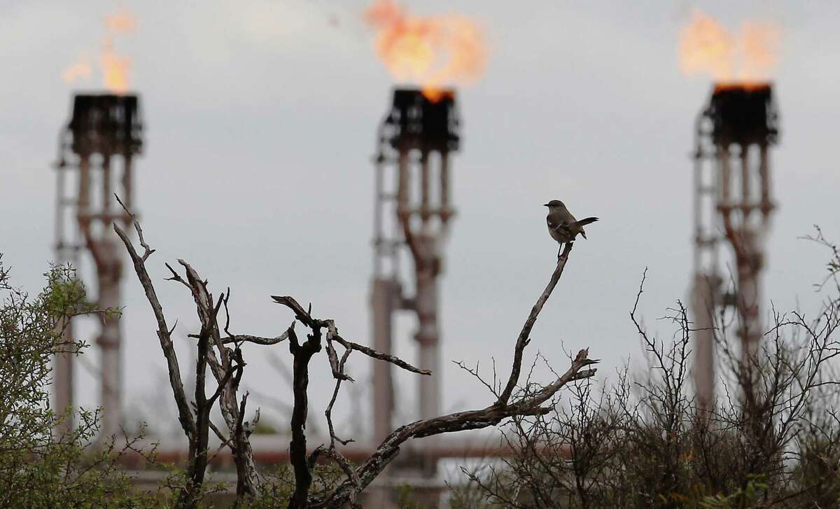 A bird rests on a branch as gas flares burn at a lease in La Salle and Dimmit counties. The Alamo Area Council of Governments received about $67,000 for two new ozone monitors.