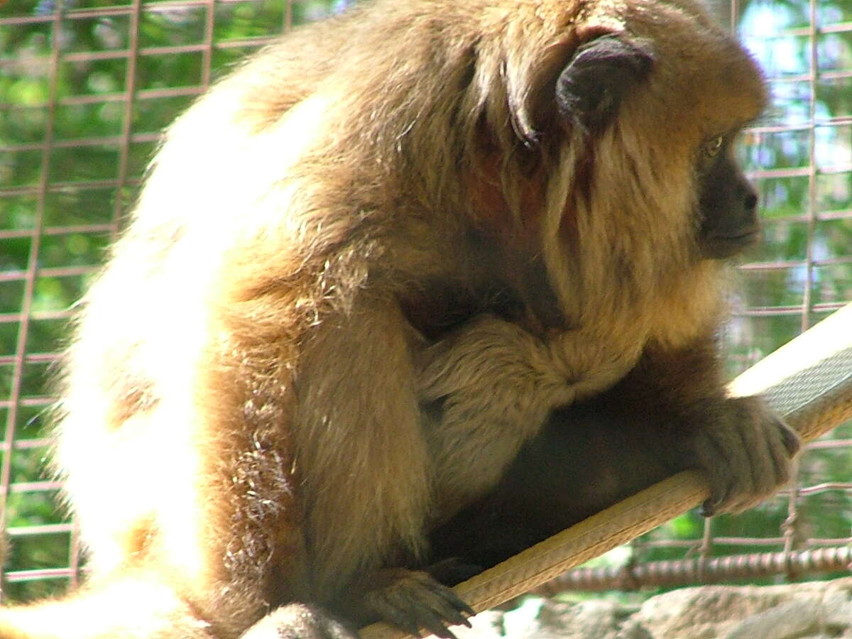 San Antonio Zoo closing monkey habitat for renovation