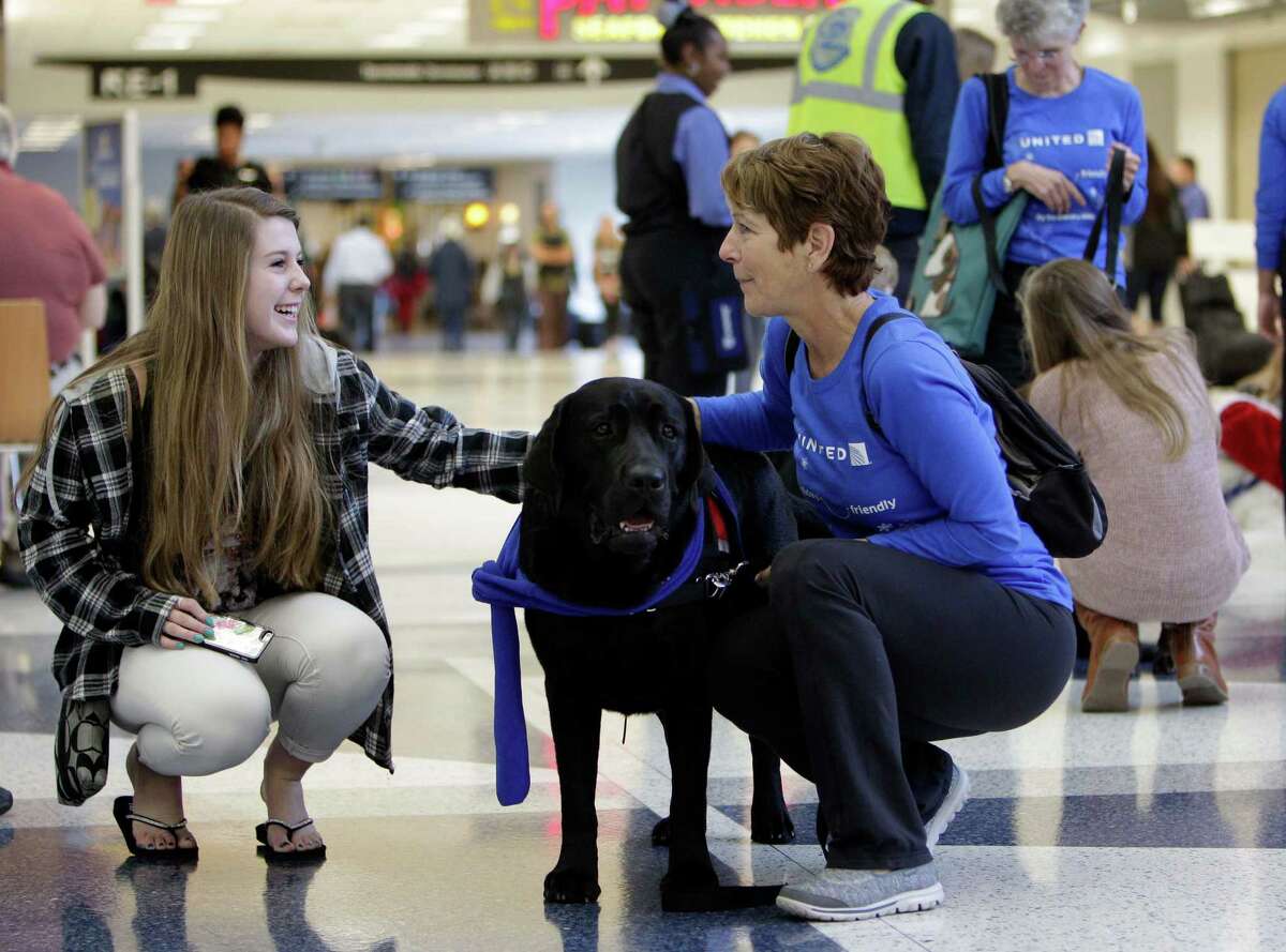 Therapy dogs take the stress out of holiday air travel