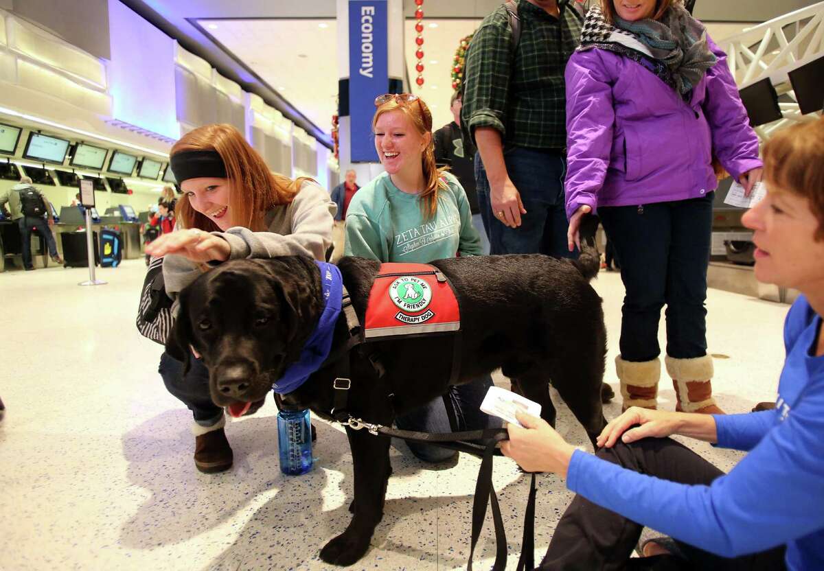 Leah Comfort Dog