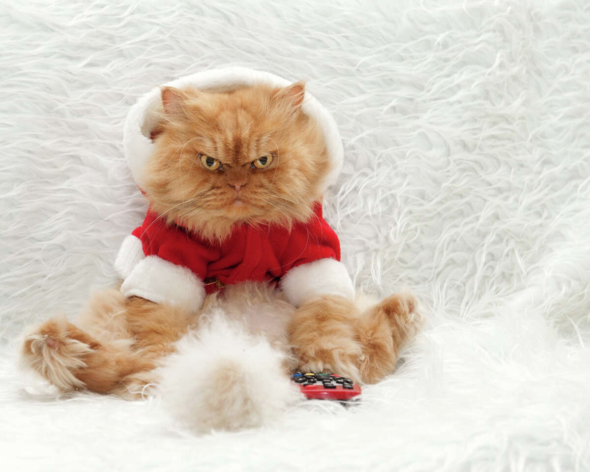 Try putting your cat in a Santa suit and see if he looks any happier than this guy.