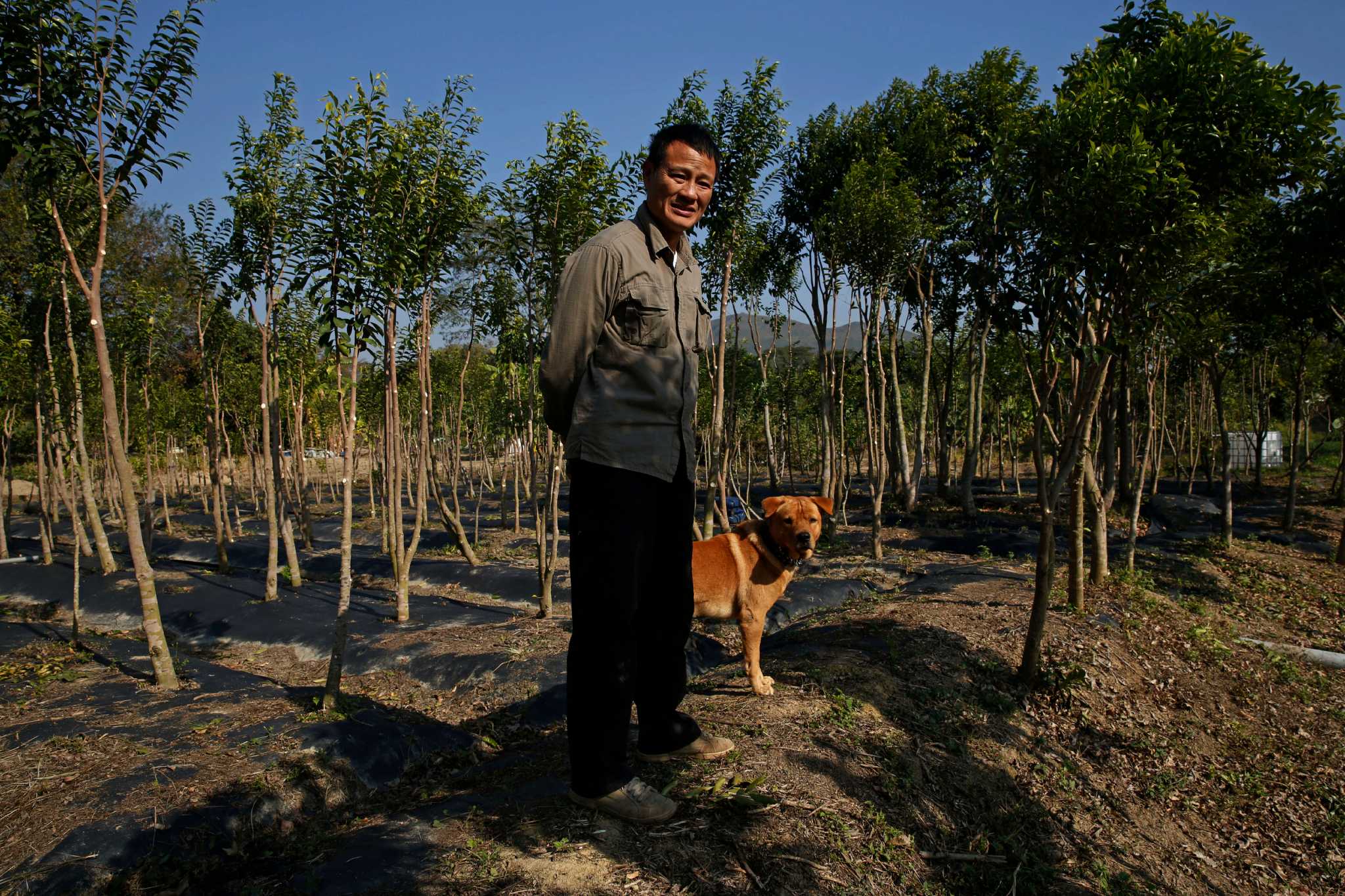 Incense trees flourish again in Hong Kong