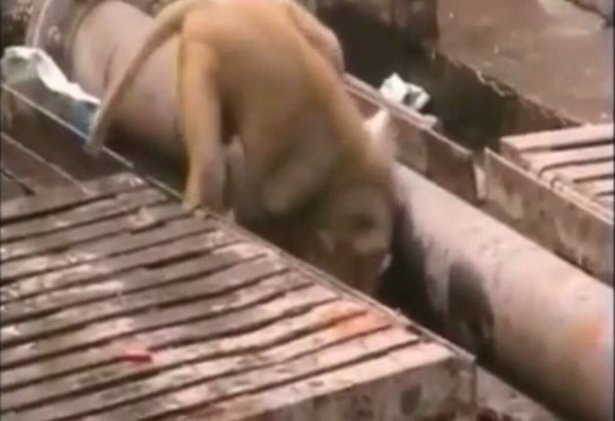 Onlookers at a train station in northern India watched in awe as a monkey came to the rescue of an injured friend — resuscitating another monkey that had been electrocuted and knocked unconscious.