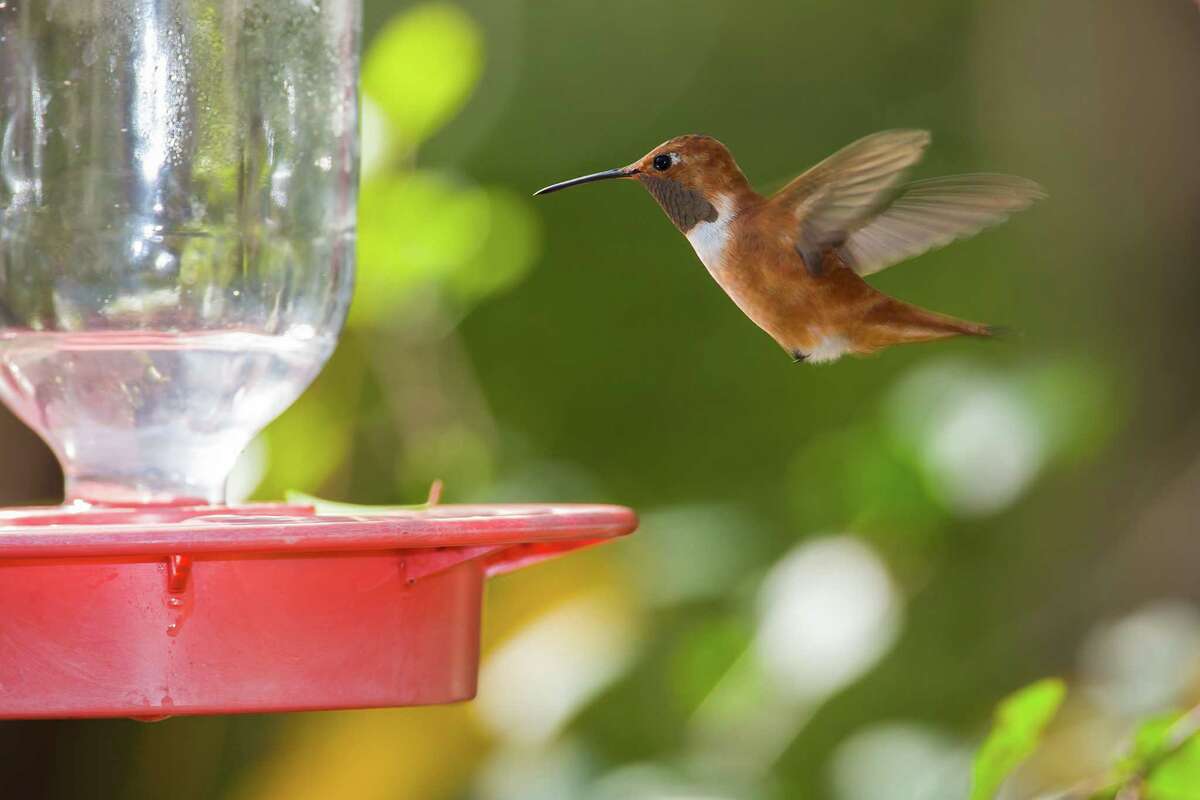 Rufous hummingbirds, which are hunted to make dried hummingbird charms, declined in population by 62 percent between 1966 and 2010, according to the North American Breeding Bird Survey. (File photo)