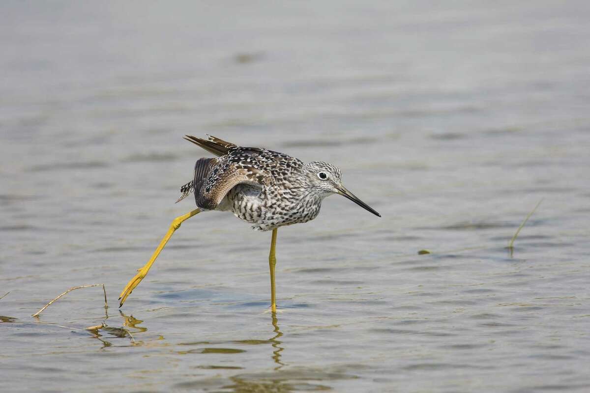Houston area is home to great spots to see birds