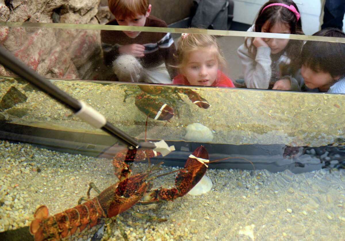 Come check out some cool sea critters at the Bruce Museum's marine Tank Animal Feeding Friday in Greenwich. Find out more. 