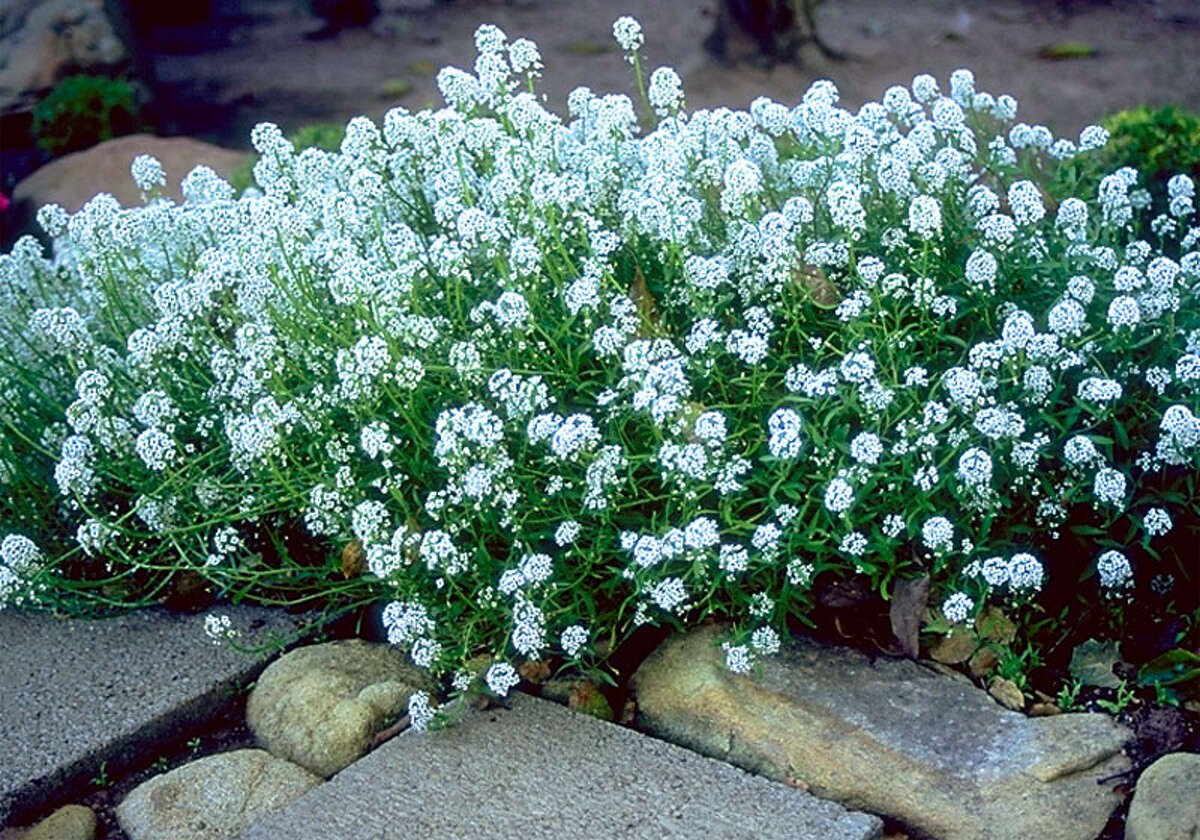 Sweet Alyssum (Lobularia maritima). Alyssum works well in containers and as a border plant.