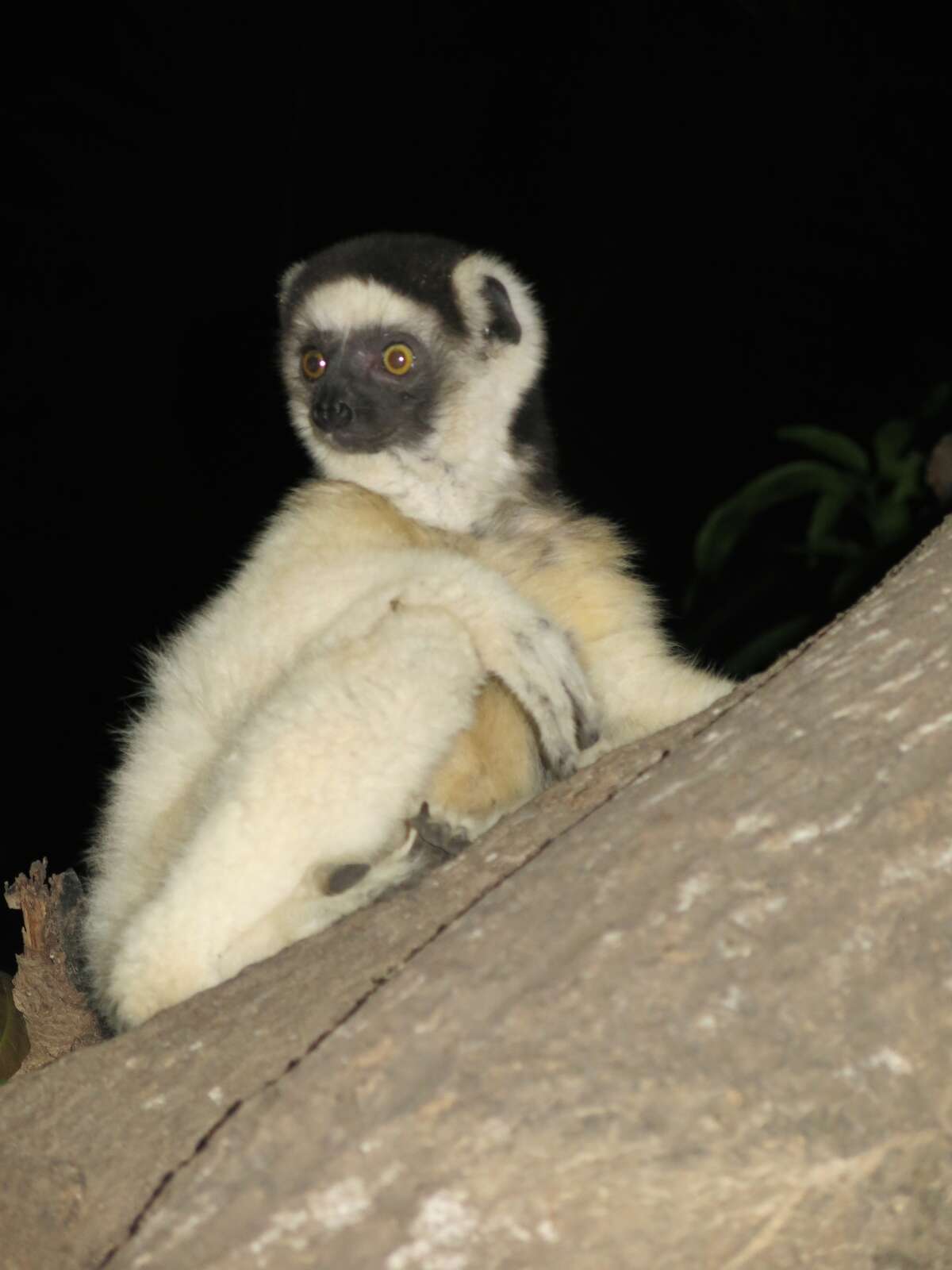 Traveling to Madagascar A country full of lemurs, sapphires, rare