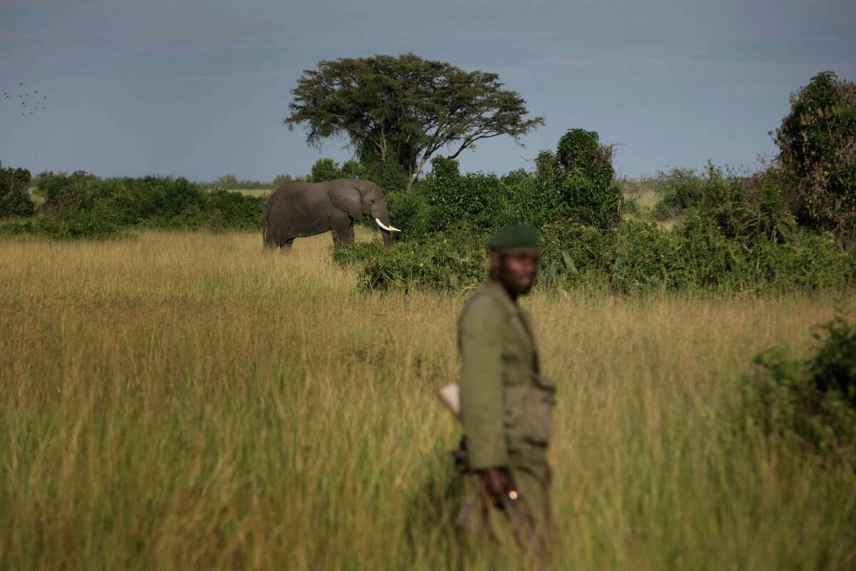 A park ranger stands near an elephant in the Virunga National Park in the Democratic Republic of Congo, Oct. 10, 2014. Environmentalists have been fighting to keep a British oil company from drilling in Virunga, AfricaÃ©¢Ã©Ã©´s oldest national park. (Uriel Sinai/The New York Times)