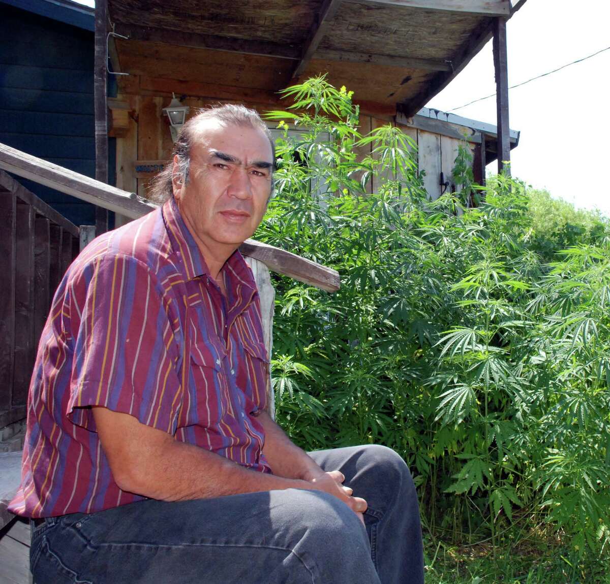 Alex White Plume at home in Manderson, S.D., with hemp plants that grew from DEA-raid seeds.sits on the back steps of his house near Manderson, S.D., on Tuesday, June 26, 2007, near some hemp plants that grew from seeds knocked off plants confiscated by federal drug agents. White Plume sought to grow hemp, a cousin of marijuana with only a trace of marijuana's drug, on his ranch on the Pine Ridge Indian Reservation. (AP Photo/Chet Brokaw)